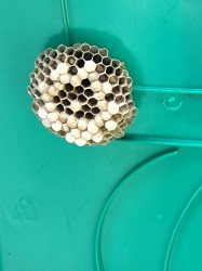 Enlèvement nid de frelons  Treffiagat