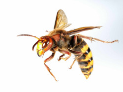 Elimination nid de frelons  Treffiagat