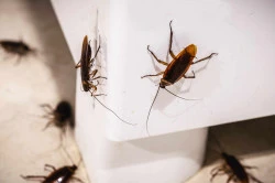 Destruction insectes nuisibles  Treffiagat