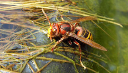 élimination frelons européens  Treffiagat